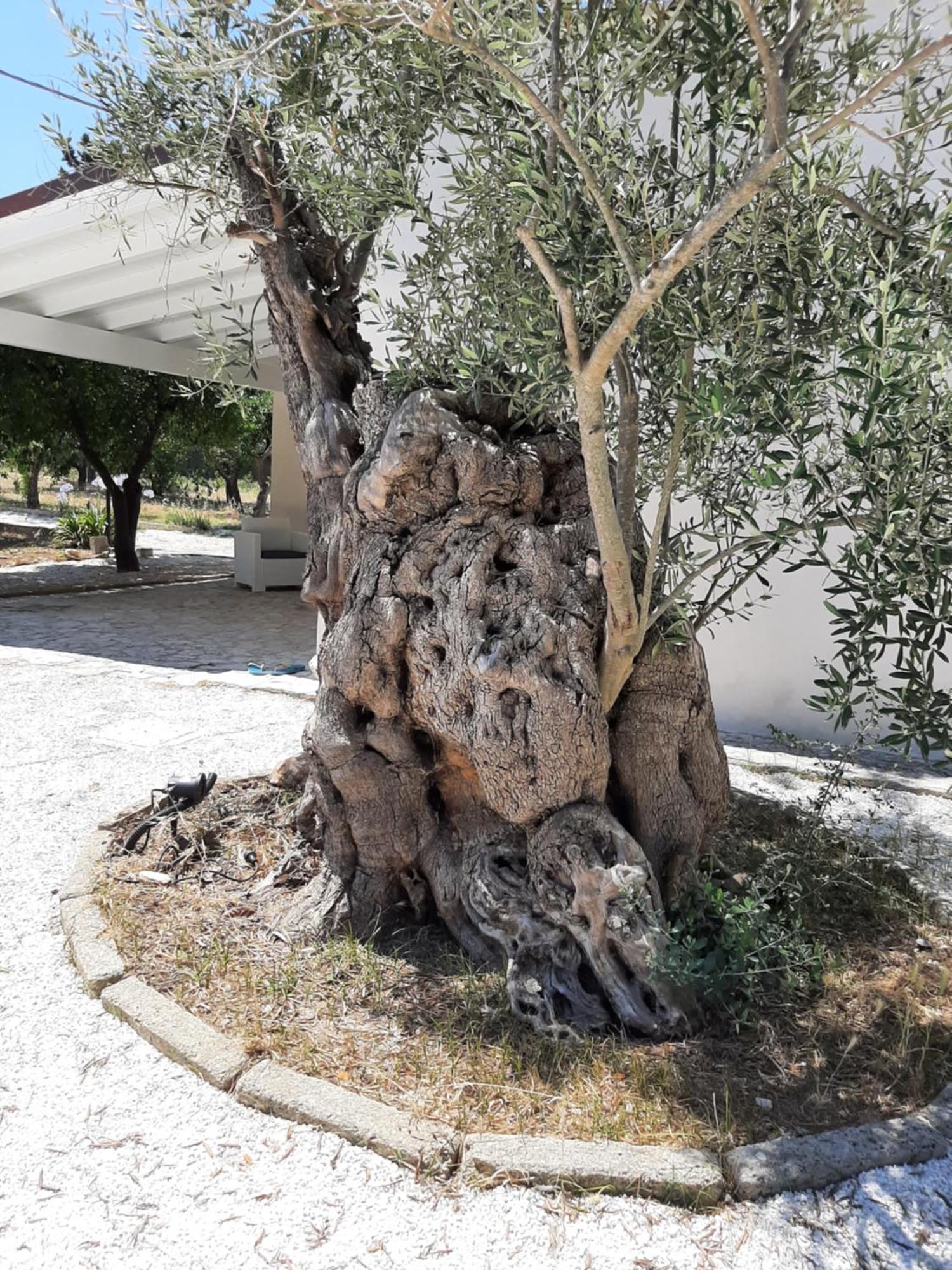 Tenuta Pizzi San Pietro Vernotico Εξωτερικό φωτογραφία